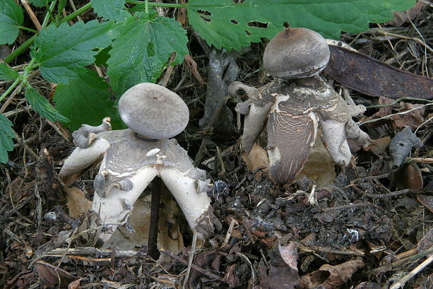 hviezdovka klenbová Geastrum fornicatum (Huds.) Hook.