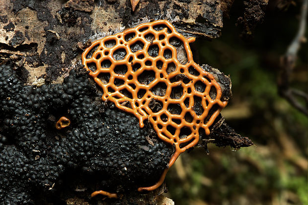 slizovka Hemitrichia serpula (Scop.) Rostaf.