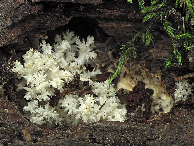 koralovec bukový Hericium coralloides (Scop.) Pers.