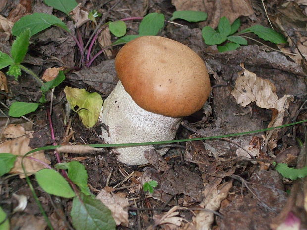 kozák osikový Leccinum albostipitatum den Bakker & Noordel.