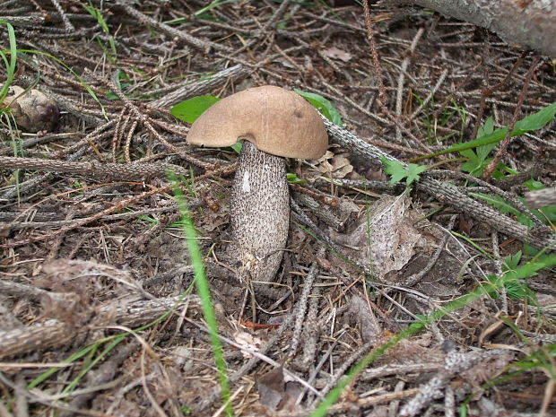 kozák rozličnofarebný Leccinum variicolor Watling