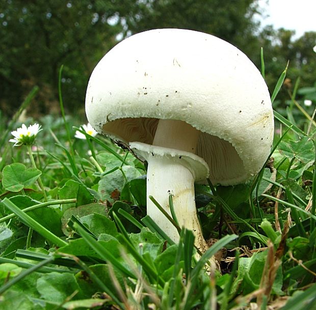 bedlica ružovolupeňová-bedla zardělá Leucoagaricus leucothites (Vittad.) Wasser