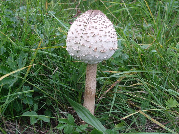 bedľa vysoká Macrolepiota procera (Scop.) Singer