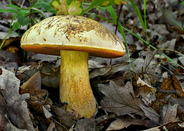 hríb zrnitohlúbikový odfarbený Neoboletus xanthopus (Quél.) Krieglst.