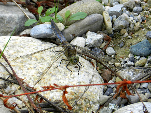 vážka rybničná Orthetrum cancelatum