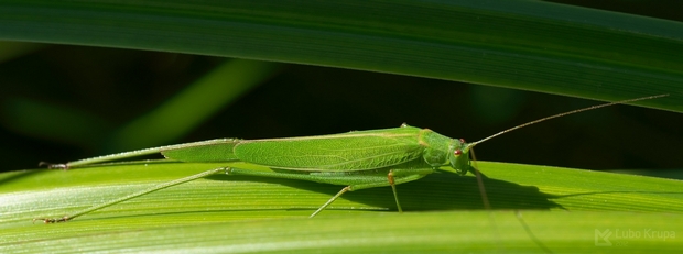 kobylka krovinová Phaneroptera falcata