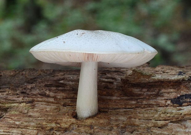 štítovka Pluteus sp.