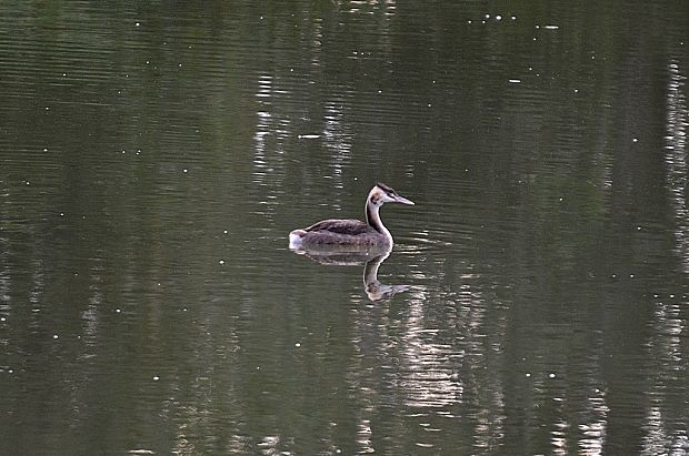 potápka chochlatá Podiceps cristatus