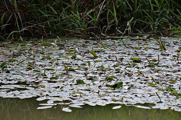 červenavec plávajúci Potamogeton natans L.