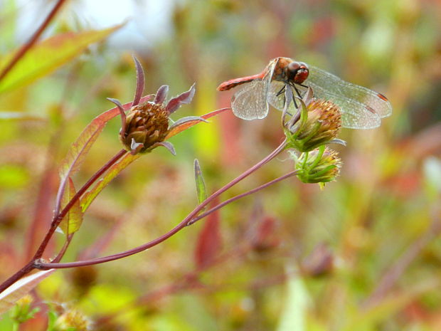 vážka červená Sympetrum sanguineum