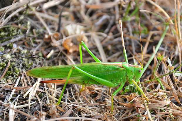 kobylka zelená Tettigonia viridissima