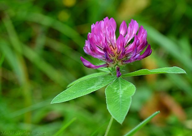 ďatelina ohnutá Trifolium flexuosum Jacq.