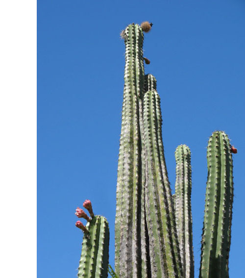 kaktusovité Cactaceae fam.