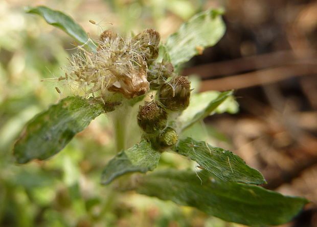 bielolístok barinný Filaginella uliginosa (L.) Opiz