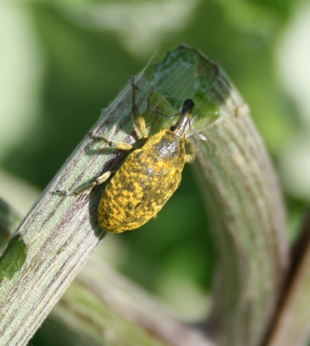 nosánik- nosatec Larinus sturnus