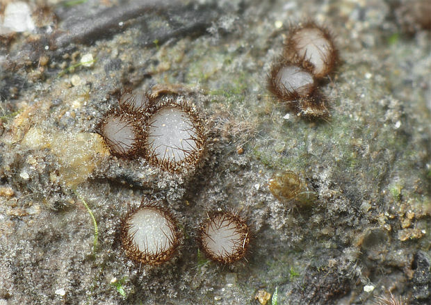 trichoféa lužná Trichophaea paludosa Boud.