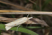 trávovec prúžkatý 