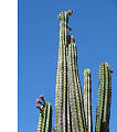 kaktusovité