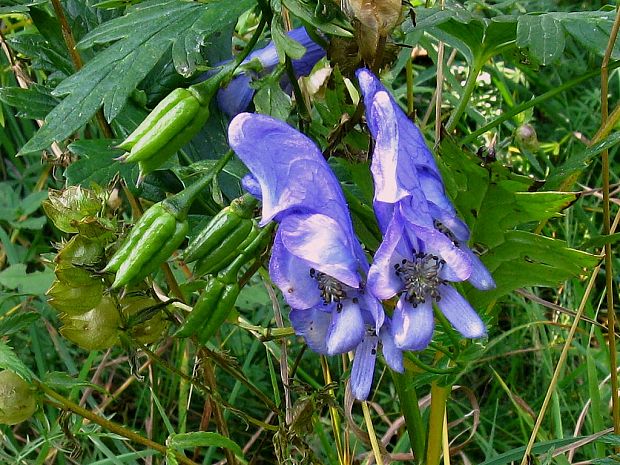 prilbica pestrá Aconitum variegatum L.