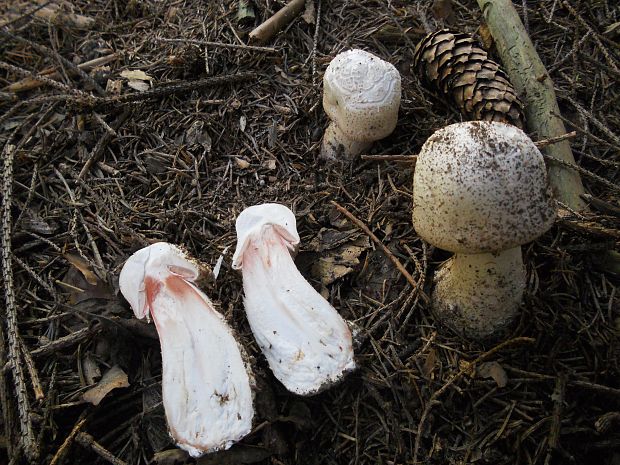 pečiarka Langeho  Agaricus langei (F.H. Møller) F.H. Møller