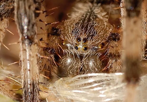 križiak štvorškvrnný Araneus quadratus