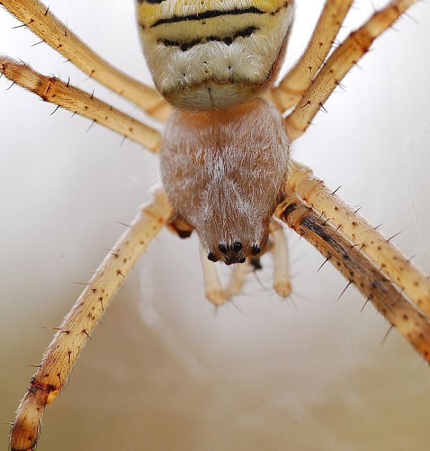 križiak pásavý Argiope bruennichi