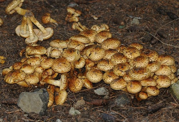 podpňovka Armillaria sp.