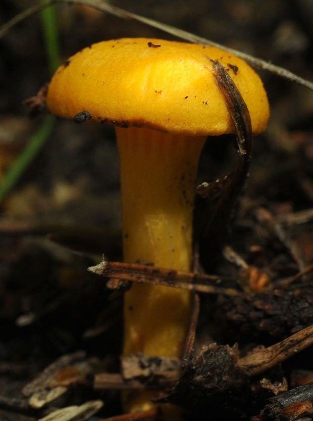 kuriatko Cantharellus sp.