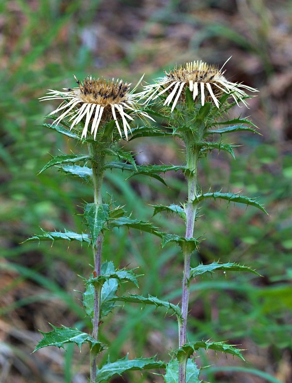 krasovlas obyčajný Carlina vulgaris L.