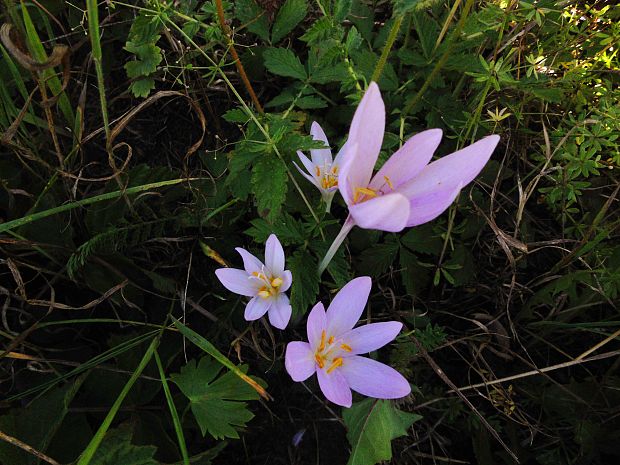 jesienka obyčajná  Colchicum autumnale