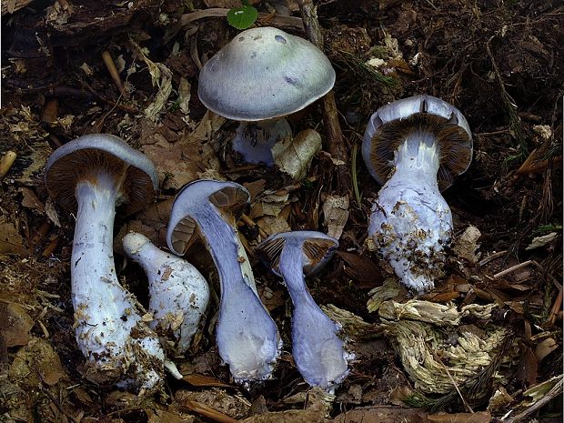 pavučinovec ostrotučný Cortinarius acutispissipes Rob. Henry