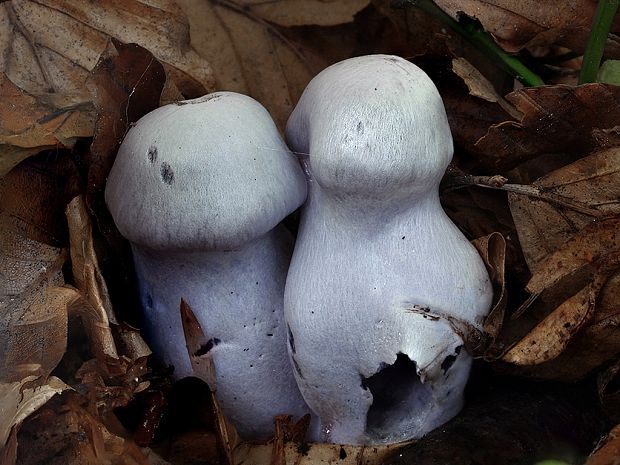 pavučinovec ostrotučný Cortinarius acutispissipes Rob. Henry