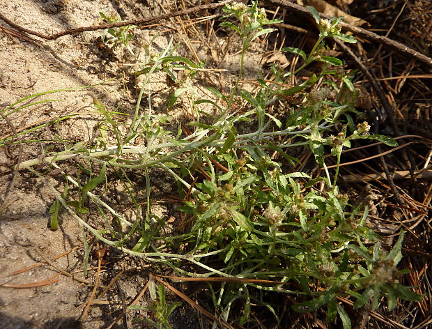 bielolístok barinný  Filaginella uliginosa  (L.) Opiz