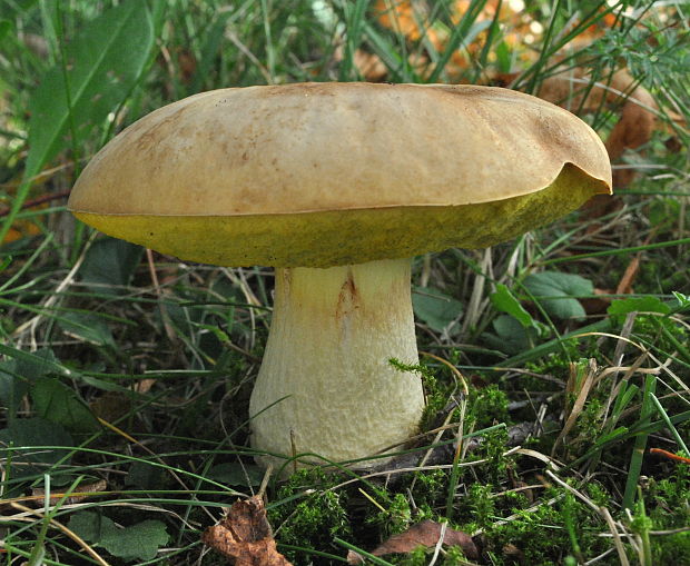 hríb jamkatý Hemileccinum depilatum (Redeuilh) Šutara