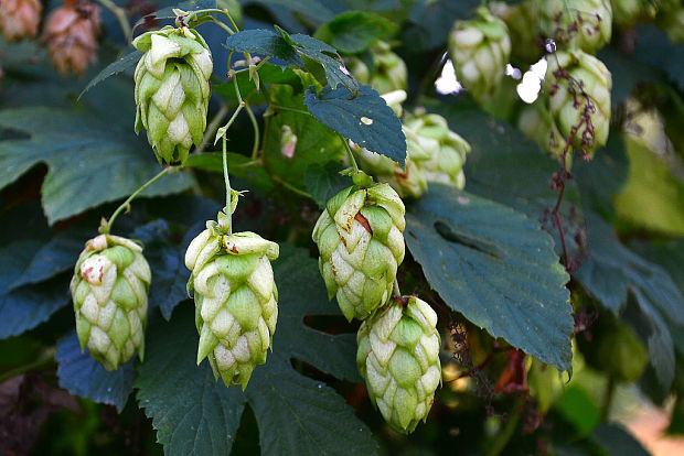 chmeľ obyčajný Humulus lupulus L.