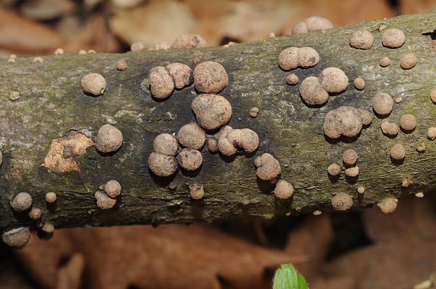 drevovček Hypoxylon sp.