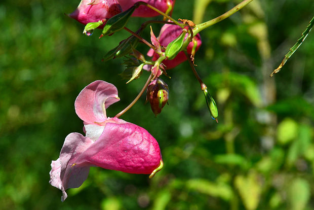 netýkavka žliazkatá Impatiens glandulifera Royle