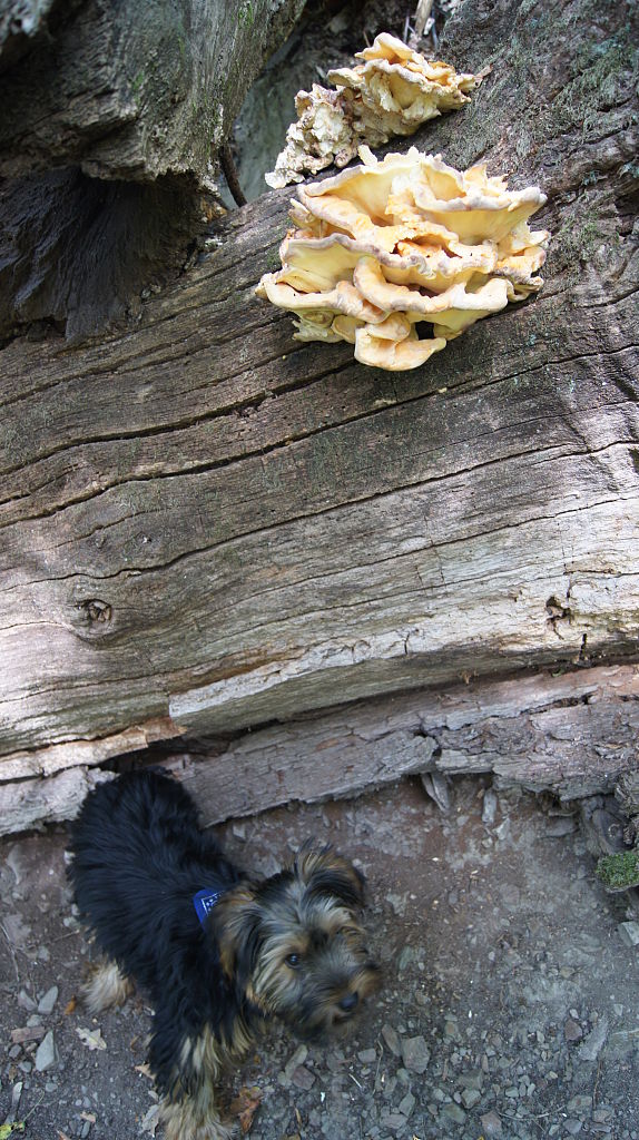 sírovec obyčajný Laetiporus sulphureus (Bull.) Murrill