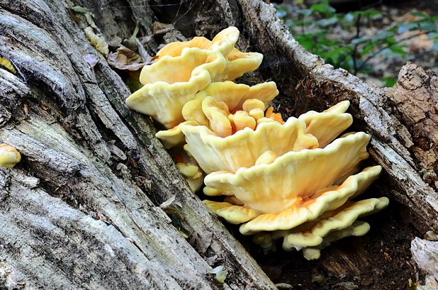 sírovec obyčajný Laetiporus sulphureus (Bull.) Murrill