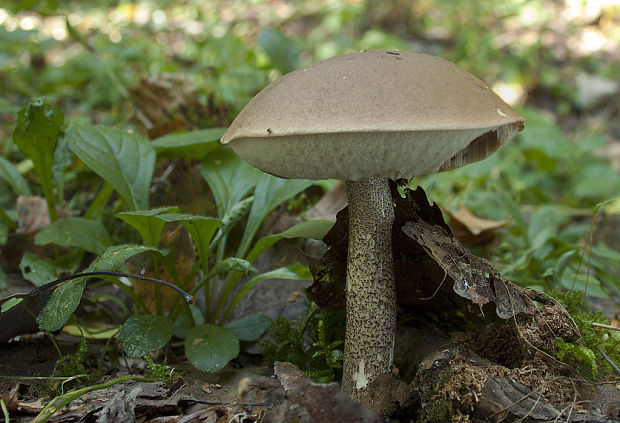 kozák Leccinum sp.