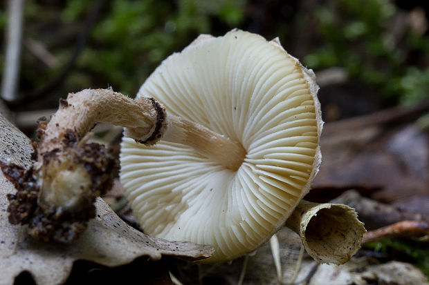 bedlička čiernošupinatá Lepiota felina (Pers.) P. Karst.