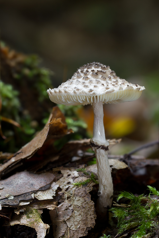 bedlička čiernošupinatá Lepiota felina (Pers.) P. Karst.