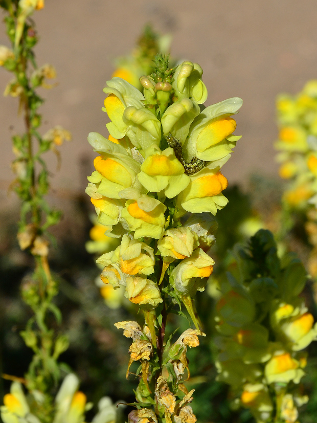 pyštek obyčajný Linaria vulgaris Mill.