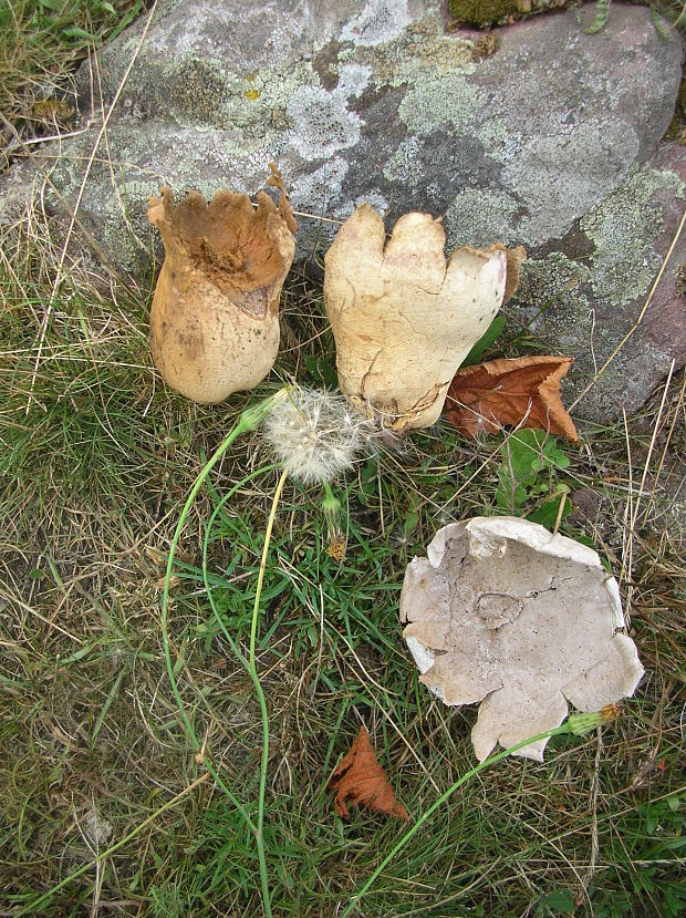 rozpadavec dlabaný Lycoperdon utriforme Bull.