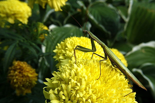 modlivka zelena Mantis religiosa