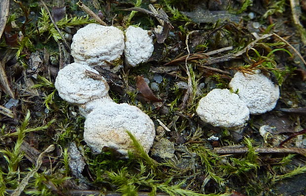 hniezdovec deformovaný Nidularia deformis (Willd.) Fr.