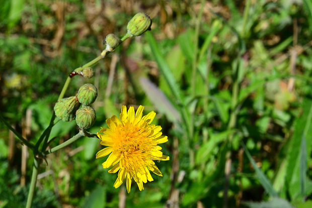 mlieč  Sonchus sp. L.