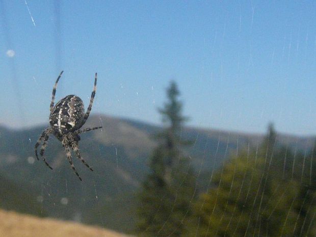 križiak obyčajný Araneus diadematus