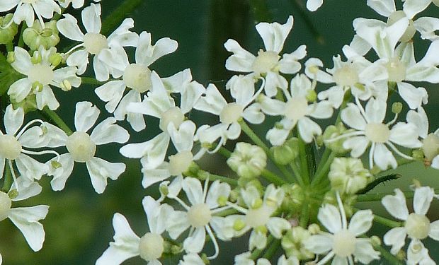 boľševník borščový Heracleum sphondylium L.