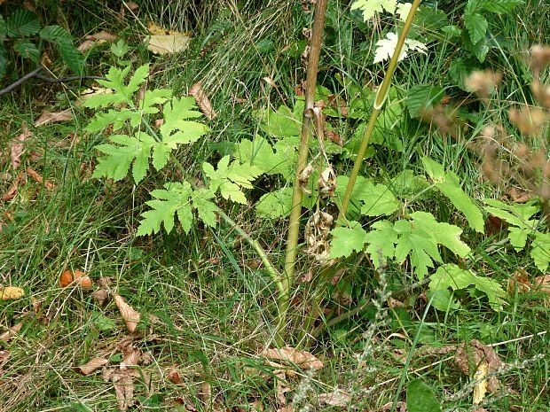 boľševník borščový Heracleum sphondylium L.